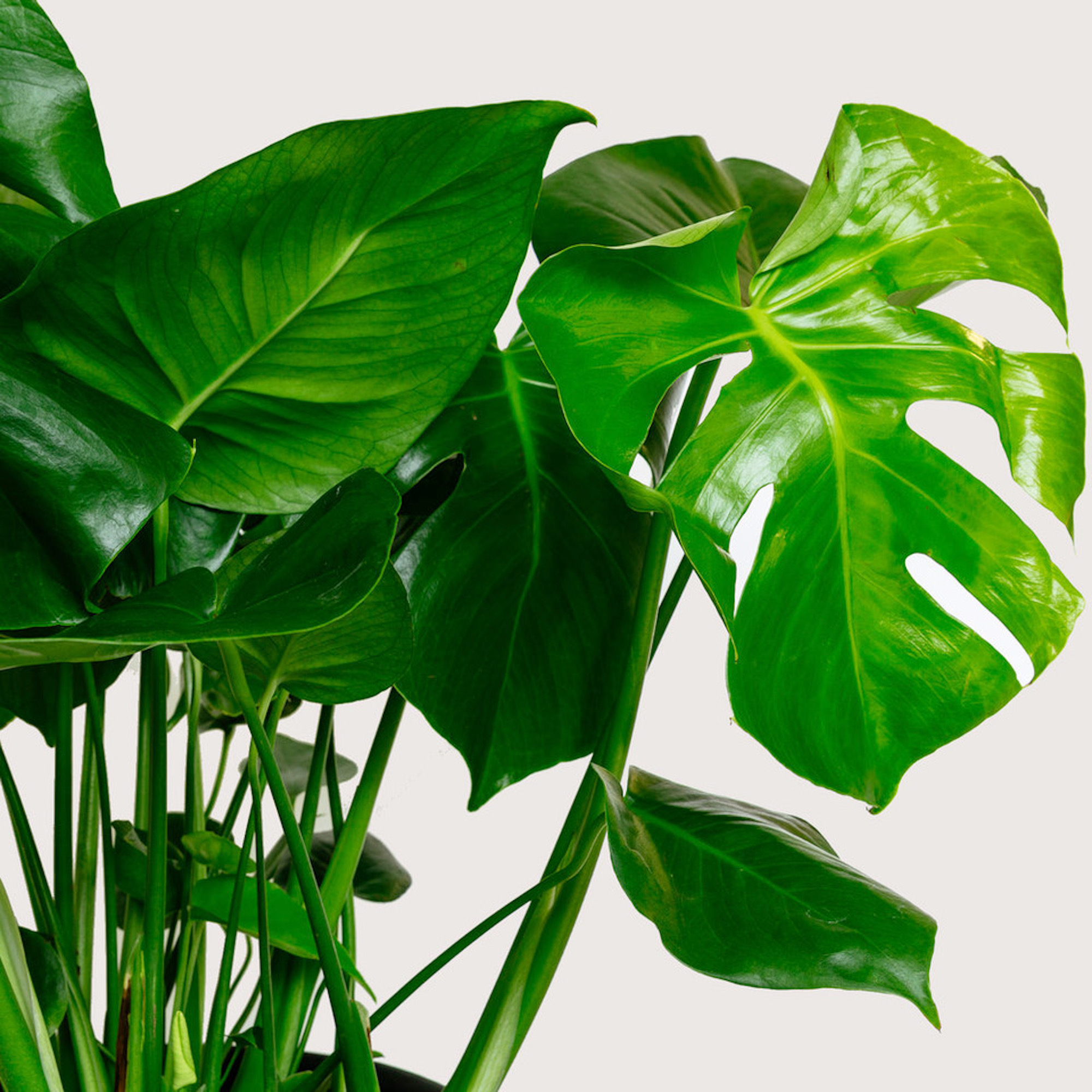 Introducing Northern Lights Home, the Manchesterbased plant boutique