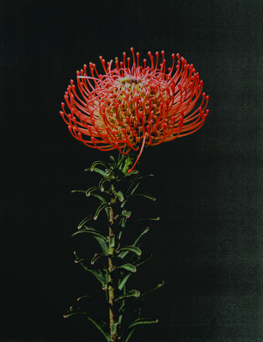 The Spirit of Flowers