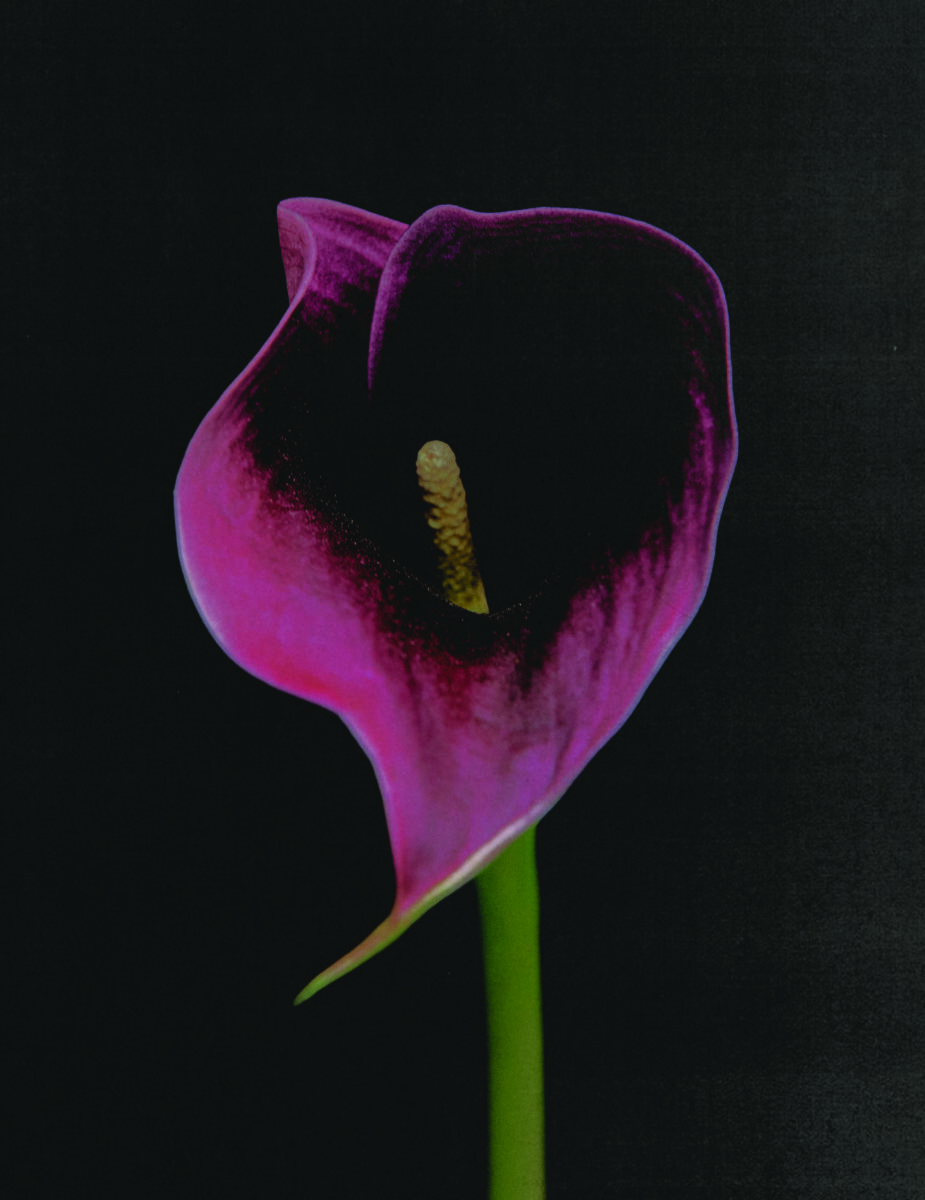 The Spirit of Flowers