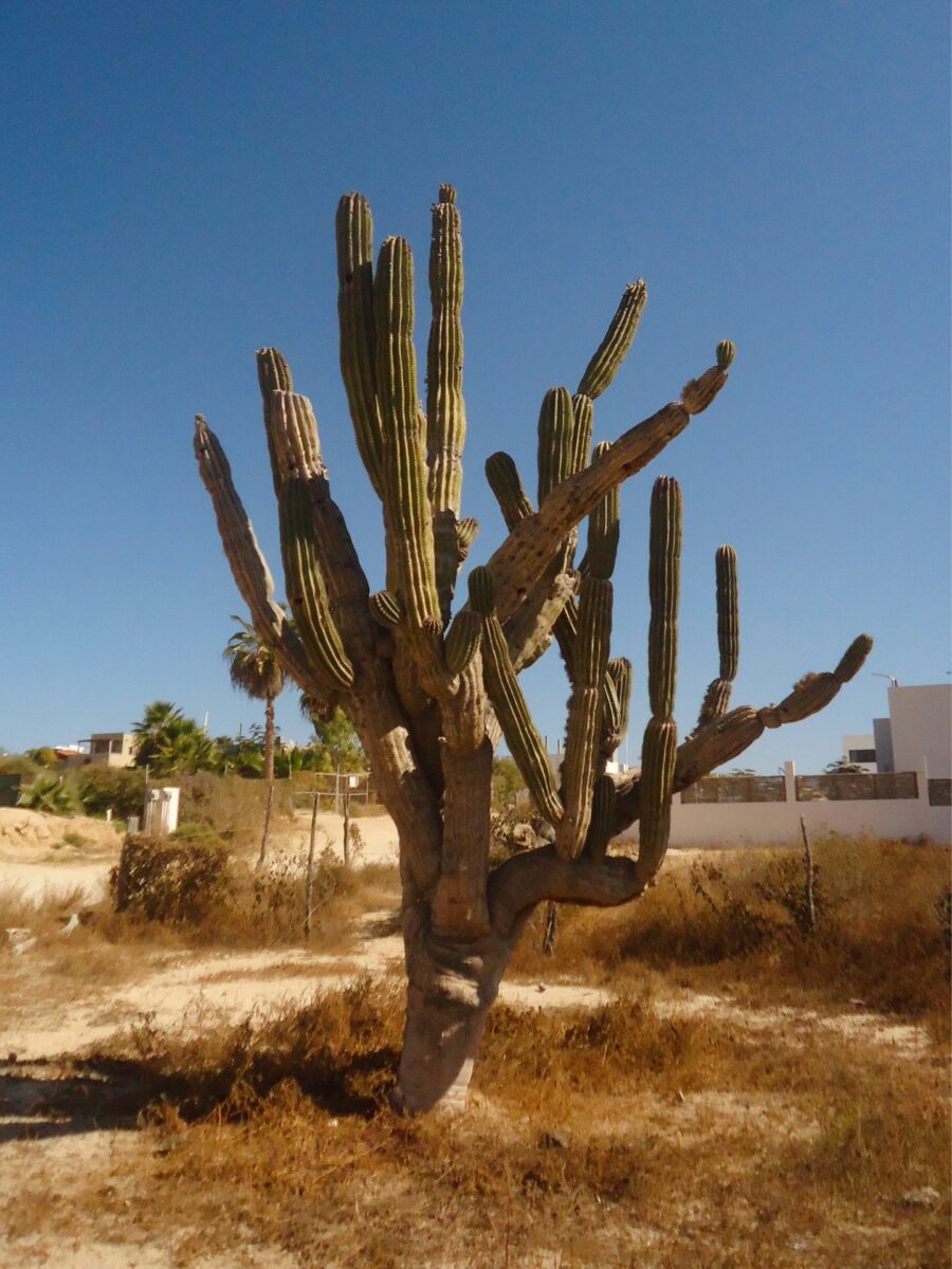 カボはあなたが想像するすべてです